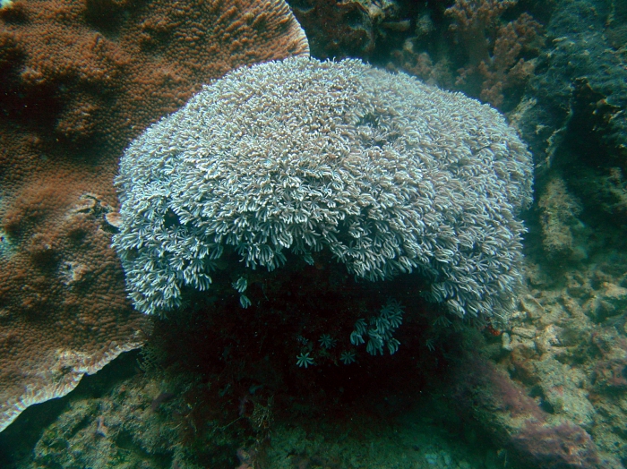 Tubipora musica Tubipora musica