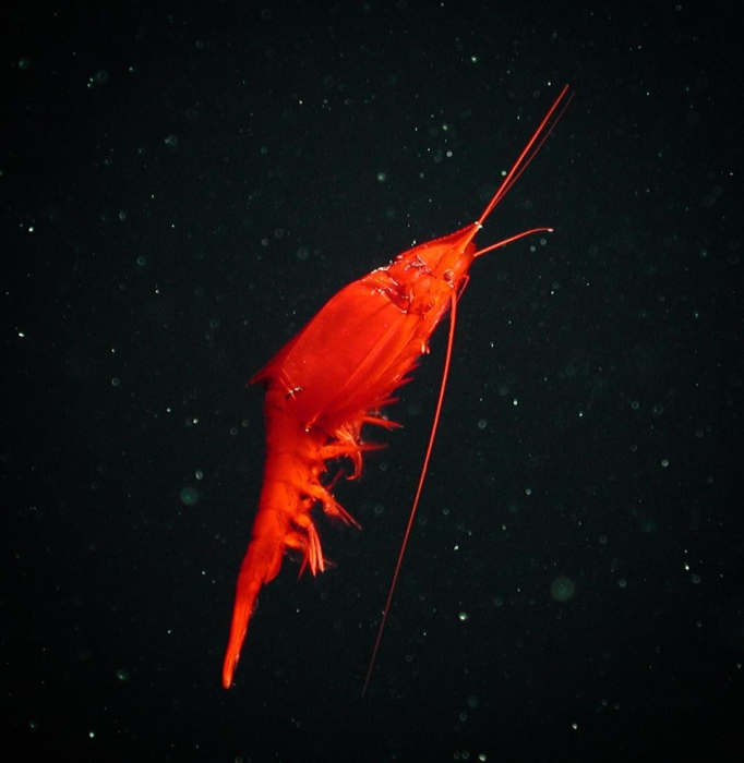 giant red mysid (Neognathophausia ingens)