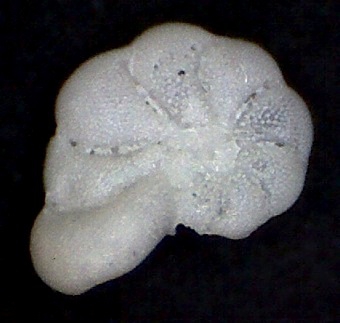 Cibicides pseudoungeriana (Cushman,1922) Zanzibar