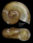 Skeneopsis planorbisSpecimen from Punta Carnero, Strait of Gibraltar (actual diameter 1 mm)