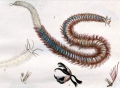 Polychaeta (bristle worms)