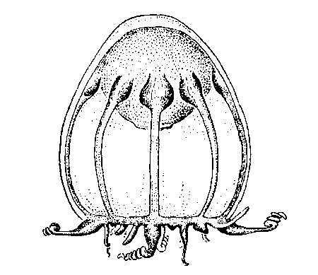 Melicertoides centripetalis from Kramp (1968)
