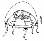 Hydrozoa (hydroids)