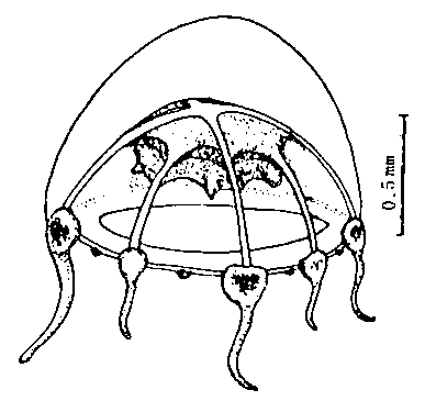 Melicertoides octolabiatis from Xu, Huang & Chen (1991).png