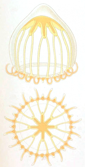 Netotocertoides brachiatum from Mayer (1900) Netotocertoides brachiatum from Mayer (1900)