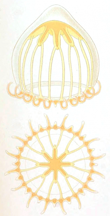 Netotocertoides brachiatum from Mayer (1900)