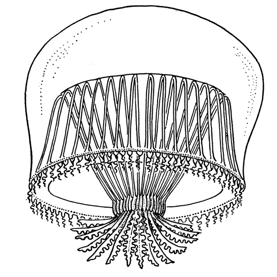Orchistoma pileus from Kramp (1959) Orchistoma pileus from Kramp (1959)
