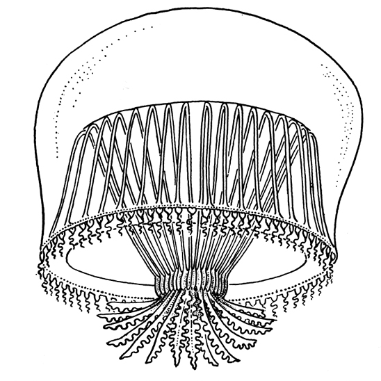 Orchistoma pileus from Kramp (1959)