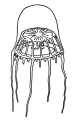 Hydrozoa (hydroids)