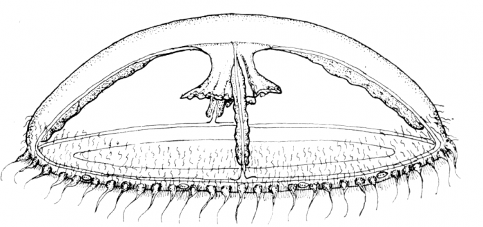 Cosmetira pilosella medusa from Werner (1984) Cosmetira pilosella medusa from Werner (1984)