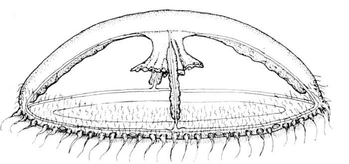 Cosmetira pilosella medusa from Werner (1984)