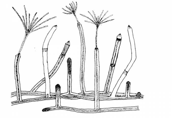 Cosmetira pilosella polyp from Werner (1984)