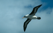 Black-Browed Albatross04