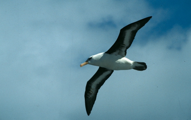 Black-Browed Albatross04 Black-Browed Albatross04