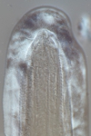 Lectotype juvenile of Camacolaimus brachyuris