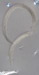 Lectotype female of Camacolaimus cylindricauda 