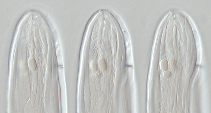 Lectotype female of Camacolaimus parocellatus