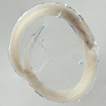Lectotype female of Camacolaimus parocellatus
