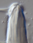 Lectotype female of Camacolaimus roebergensis