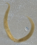 Lectotype female of Camacolaimus spissus