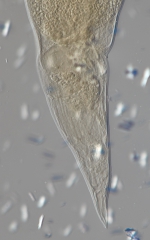 Lectotype female of Camacolaimus spissus