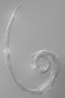 Lectotype female of Dermatolaimus longiseta
