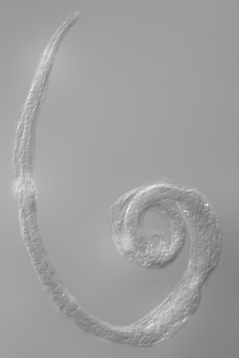 Lectotype female of Dermatolaimus longiseta