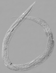 Paralectotype female of Leptolaimus parelegans