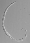 Paratype female of Leptolaimus nonus