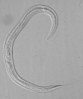 Paratype female of Leptolaimus octavus