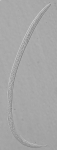 Holotype male of Leptolaimus quintus
