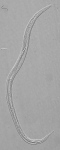 Holotype male of Leptolaimus secundus