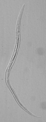 Paratype female of Leptolaimus secundus