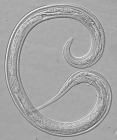 Holotype male of Leptolaimus septimus