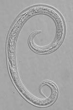 Paratype female of Leptolaimus septimus