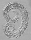Paratype female of Leptolaimus sextus