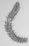 Paratype juvenile of Neocamacolaimus parasiticus inside the host