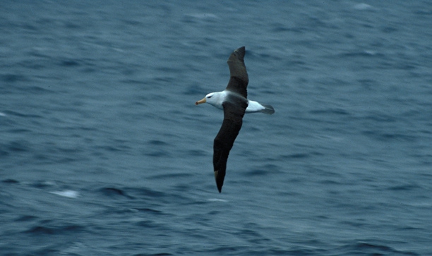 Black-Browed Albatross05 Black-Browed Albatross05