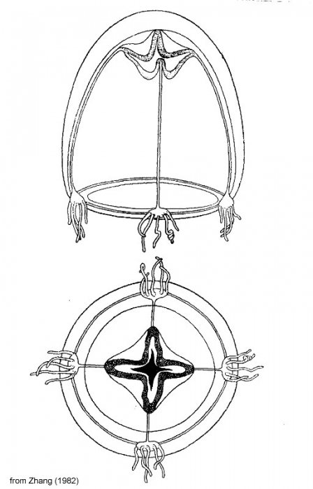 Zhangiella nanhainense from Zhang (1982)