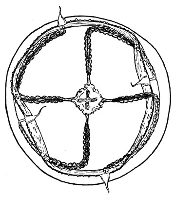 Cyclocanna welshi from Kramp (1959)