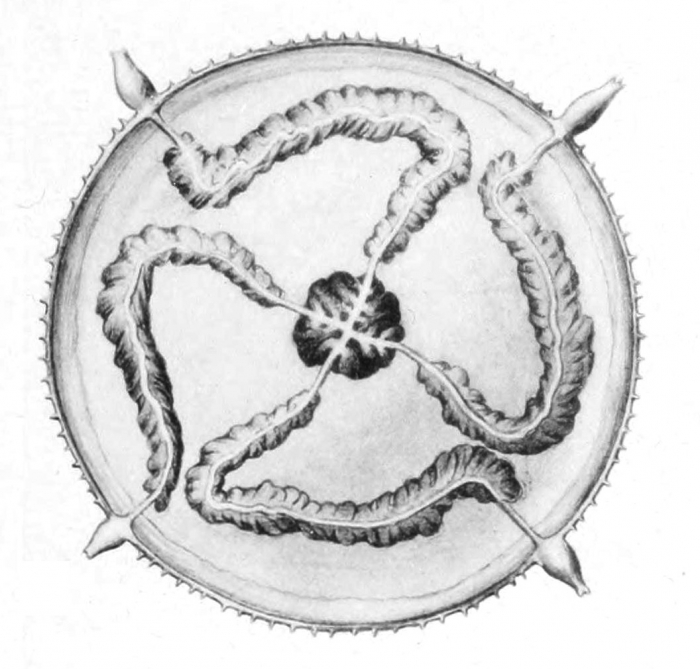 Cyclocanna welshi from Bigelow (1918) Cyclocanna welshi from Bigelow (1918)