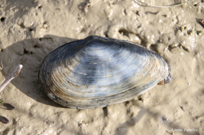 Mya arenaria (Linnaeus, 1758)