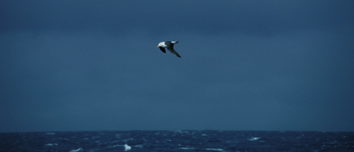 Black-Browed Albatross06