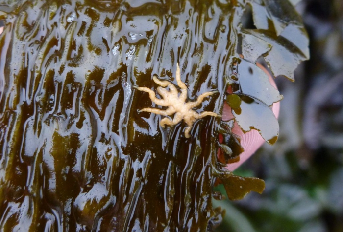 A sea spider (Pycnogonum stearnsi) A sea spider (Pycnogonum stearnsi)