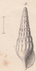 Rissoina interrupta Credner, 1864