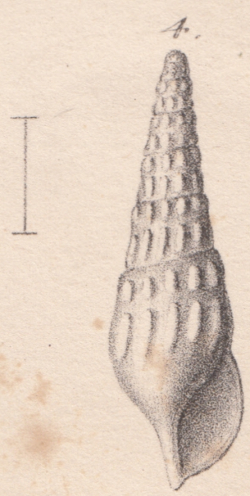 Rissoina interrupta Credner, 1864 Rissoina interrupta Credner, 1864