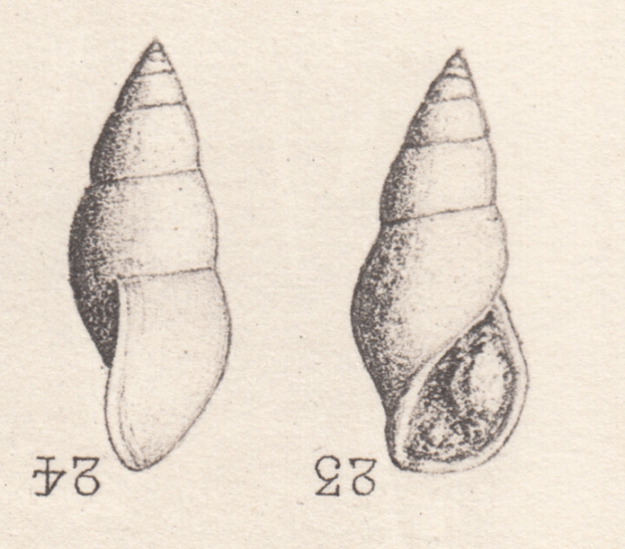Rissoina gymna Cossmann, 1885 Rissoina gymna Cossmann, 1885