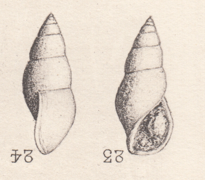 Rissoina gymna Cossmann, 1885