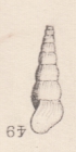 Rissoina vermiformis Cossmann, 1885