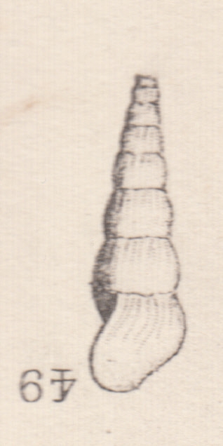 Rissoina vermiformis Cossmann, 1885 Rissoina vermiformis Cossmann, 1885
